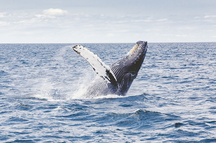 group tour to africa, south africa group travel, small group tours south africa, garden route tour, whale migration tour
