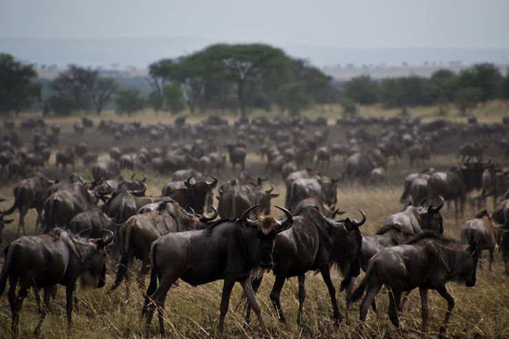group travel tanzania, group travel kenya, wildebeest migration, great migration, annual migration, migration holidays, migration group tours